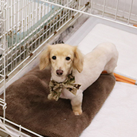 ゆったりケージ イメージ