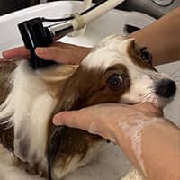 >FOAMY「マイクロバブルフォーム」 イメージ