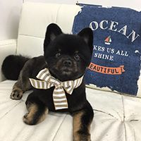 リボン イメージ