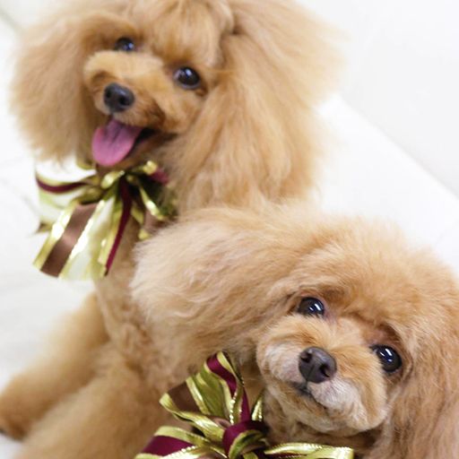 CHIFFONちゃん＆COCOちゃん(トイプードル)