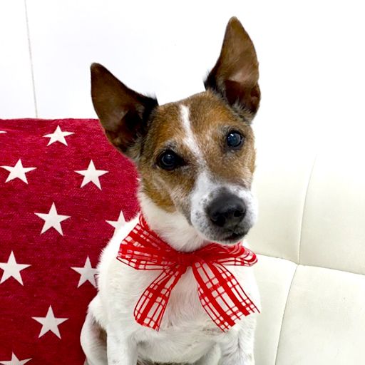 ポチくん(ジャックラッセルテリア)