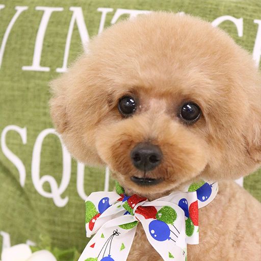 ロビンくん(トイプードル)